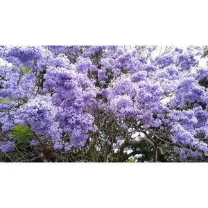 Jacaranda Seeds - Flowering Tree Seeds - Ideal for Growing Jacaranda Plants