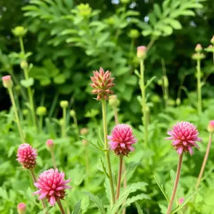 Red Clover Womens Health Supplement Natural Floral Product for Health Benefits Liquid Form for Menopause & Hormone Balance Support