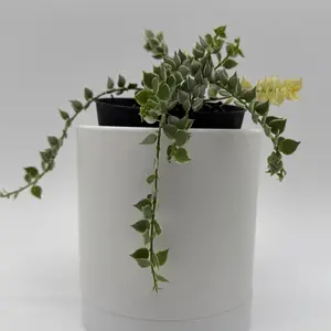 Dischidia Million Hearts Variegated 4" pot Plant House Plant Live Tropical Indoor Home Decoration