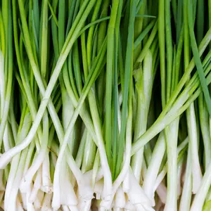 Bunching Onions Seeds vegetable  seeds home planting