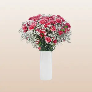 Mini Carnation Red & Pink Bqt - 6 Bouquets with 20 Fresh Mini Carnations & Gypsophila - 8-Day Bloom Life - No Vase Included