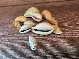 Assorted Cowrie Shells