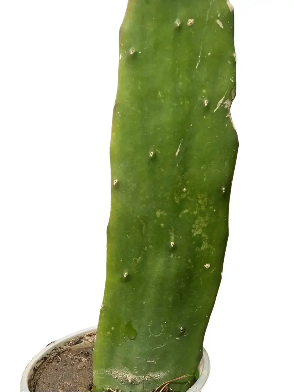 Prickly Pear Cactus Pad-edible pads-no soil-bare root-propagator