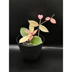 Hoya Flamingo Dream – A Stunning Collector’s Jewel with Colorful Foliage