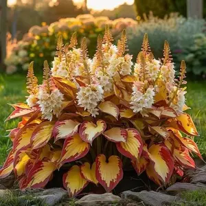 100pcs beautiful hosta seeds home garden bonsai tree flower seeds indoor & outdoor plants