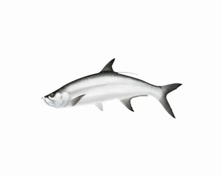 Lifelike Tarpon Fishing Lure - Tournament Size, Micro Twill Construction, Realism Focus, for Water Sports Activities, Lifelike Fish, Double Panel