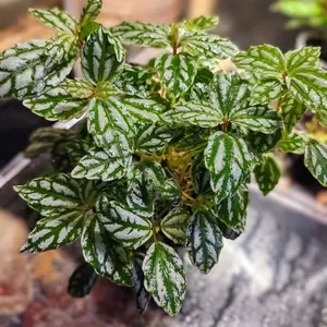 Aluminum Plant | Pilea Cadierei | 3in Starter Plant | Potted By Ashley