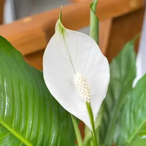 Peace Lily (Spathiphyllum) White Flower - Regular Peace Lily Plant 5-7 inch Tall