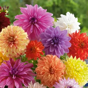 Dahlia Flower Seeds 200pcs – Mixed Colors, Double Bloom – Easy to Grow, High Germination – Perennial Garden Flowers for Pots, Balcony, Yard, Cut Flower Arrangements