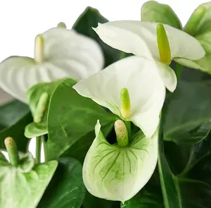 1 Small Anthurium White Flower Andraeanum Plant- Exotic Tropical Houseplant with Glossy White Flowers and Lush Foliage - Easy-Care Indoor Plant - Air Purifying Plant 4" Pot