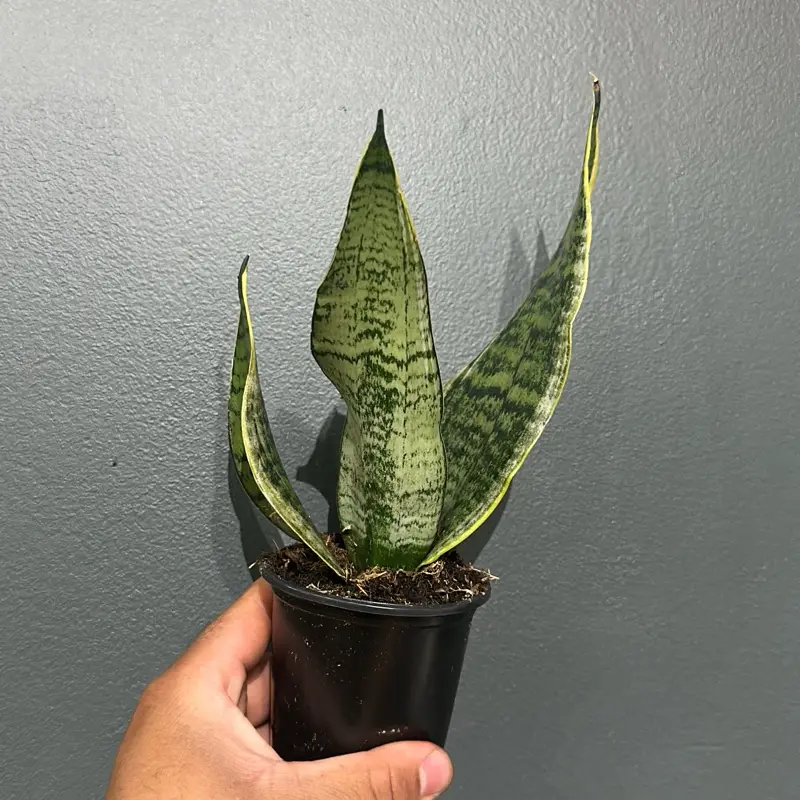 Dracaena trifasciata Plant 4 Inch Pot