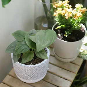 Scindapsus Platinum Java
