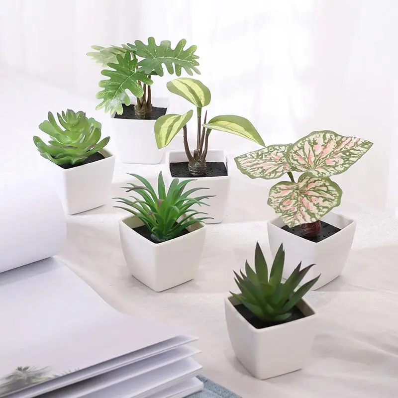 hawthorne plant Spring Sonata Indian Hawthorne (Pot Size: 2 Gallon) main image 1