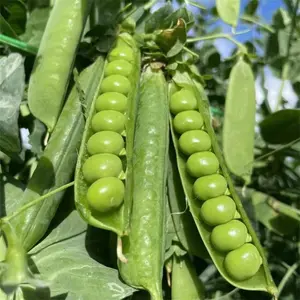 Healthy and delicious from nature, select  100 Sugar Snap Pea Seeds for Planting