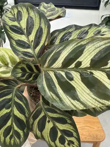 Calathea makoyana – 4" Peacock Plant, Pet-Safe Tropical Beauty with Feather-Like Foliage