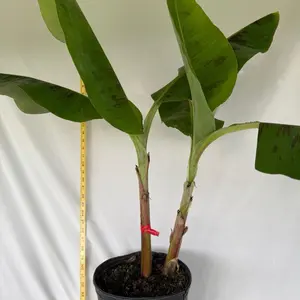 Gran Nain Banana Plant, 2-3 ft Tall, 3-Gal Pot