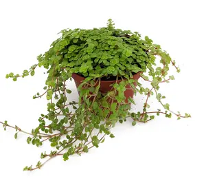 Baby Tears/Tiny Tears - Pilea depressa - 2.5" Pot