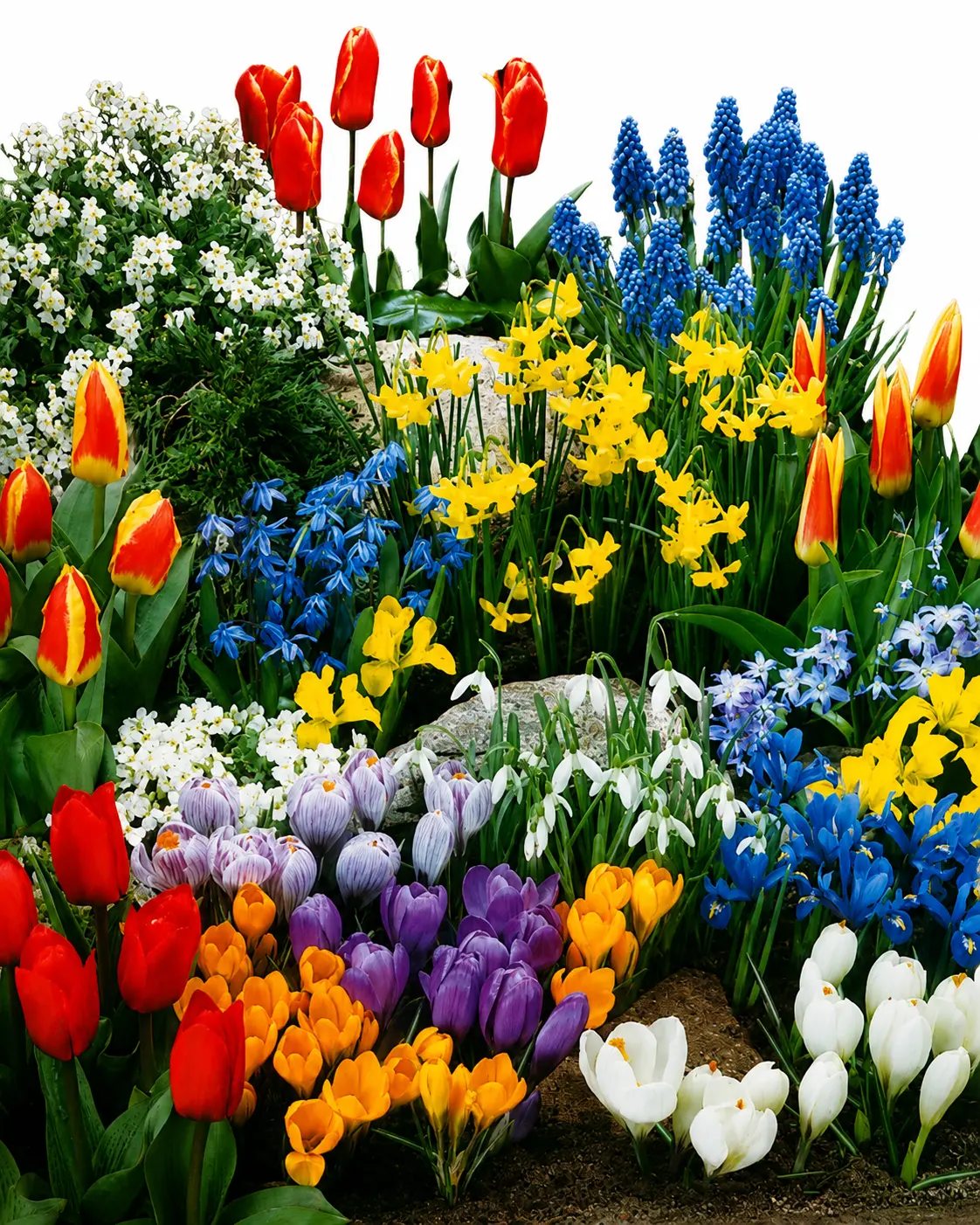 Complete Spring Flower Bulb Garden – 50 Flower Bulbs for Continuous Spring Blooms – Easy Fall Planting Mix – Color from March to June