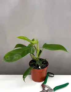 Philodendron Florida Green