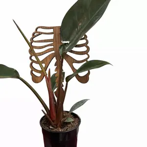 Skeleton Plant Trellis - Versatile Planting Solution for Indoor and Outdoor Use