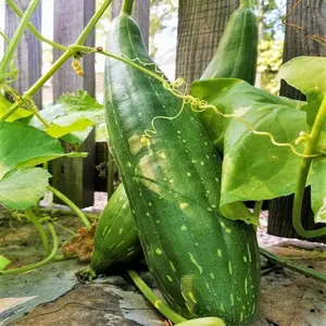 TomorrowSeeds - Sponge Luffa Gourd Seeds -  Smooth Dishcloth Dish Rag Open Pollinated Cucumber Loofah Bitter Melon Asian Seed For 2024 Season Free Shipping