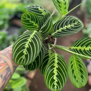 4” Lemon Lime Maranta