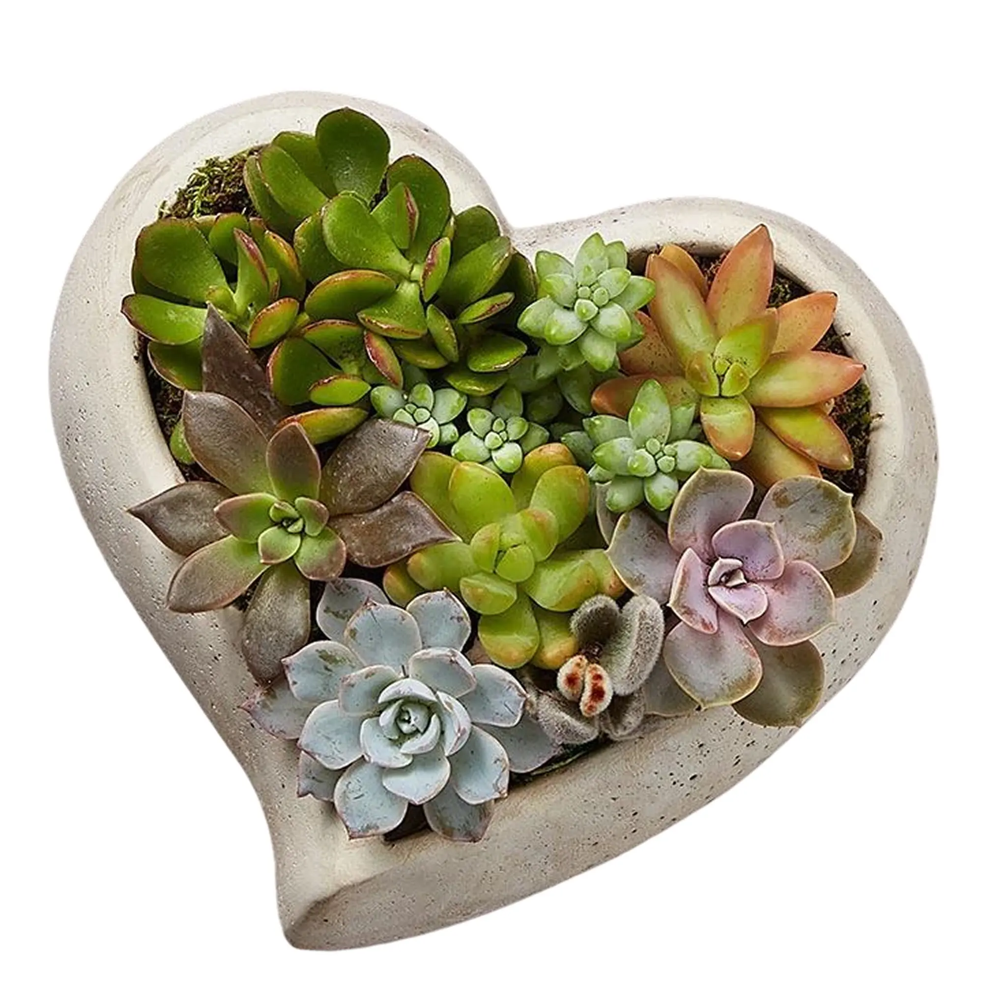 1800 Flowers - Sweet Succulent Heart Garden Large | Succulent for Delivery