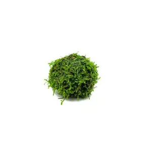 Floating Christmas Moss Ball