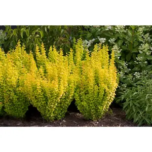 SUNJOY GOLD PILLAR® Berberis - Outside or Bonsai - Proven Winners - 4" Pot