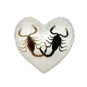 Brown and Black Scorpion Heart Display
