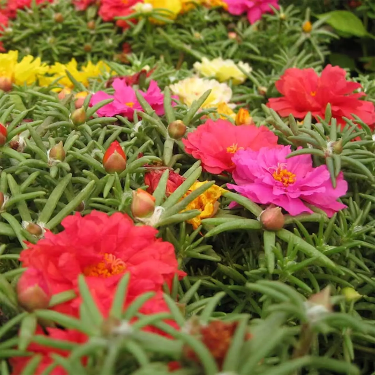 2000 Pcs Hardy Moss Rose Portulaca Flower Seeds MixedColors Easy to Grow Ground Cover for Outdoor GardenLandscaping Backyard Pots Borders Bright