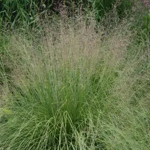 Prairie Dropseed Grass Seeds - Native Perennial Grass Seeds