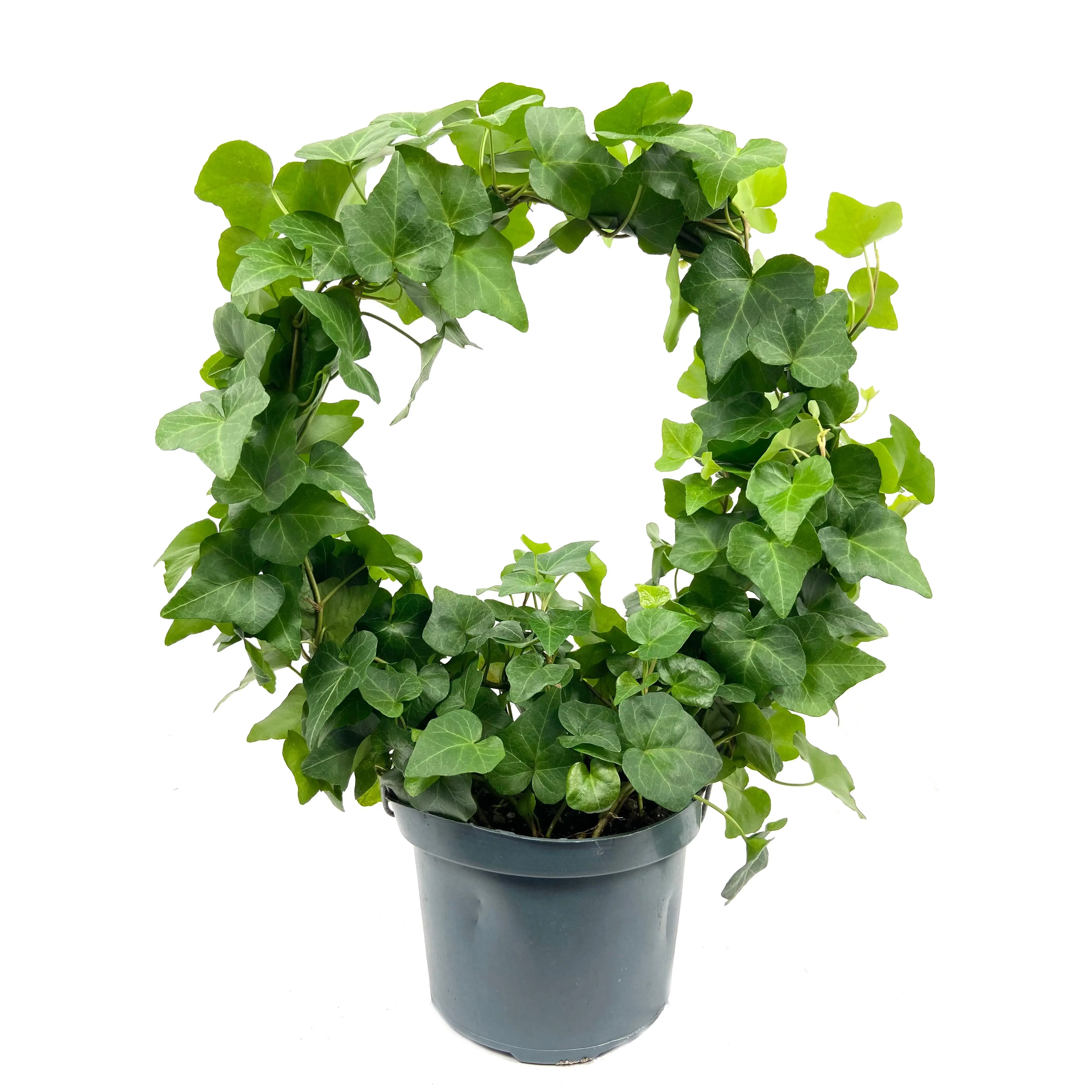 English Ivy Hoop - Live Plant in a 6 Inch Pot - Hedera Helix - Beautiful Easy Care Indoor Air Purifying Topiary Houseplant Vine