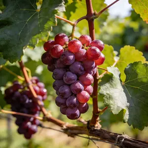 Live Red Globe Grape Vine – Suitable for Outdoor or Container Growing