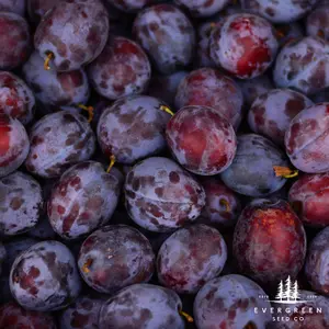 American Plum Tree Seeds | Wild Plum | (Prunus americana)