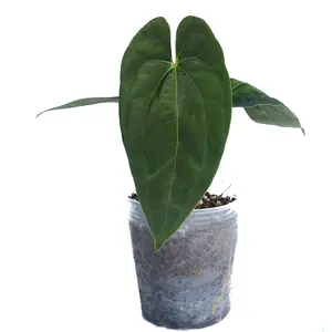 Anthurium Midnight Moon inverse crossing