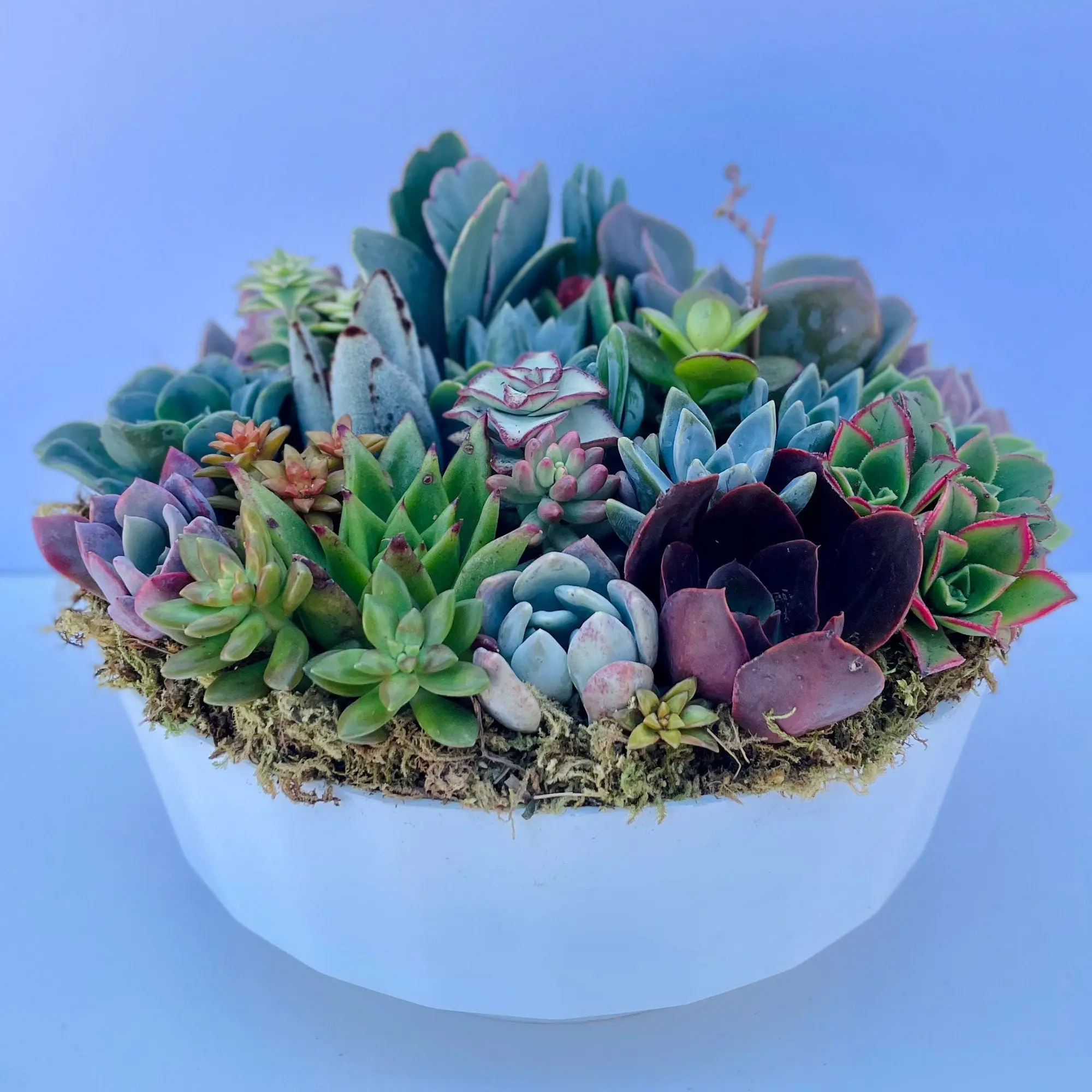 California Dreamin - Potted Succulent Garden - Ships Free!