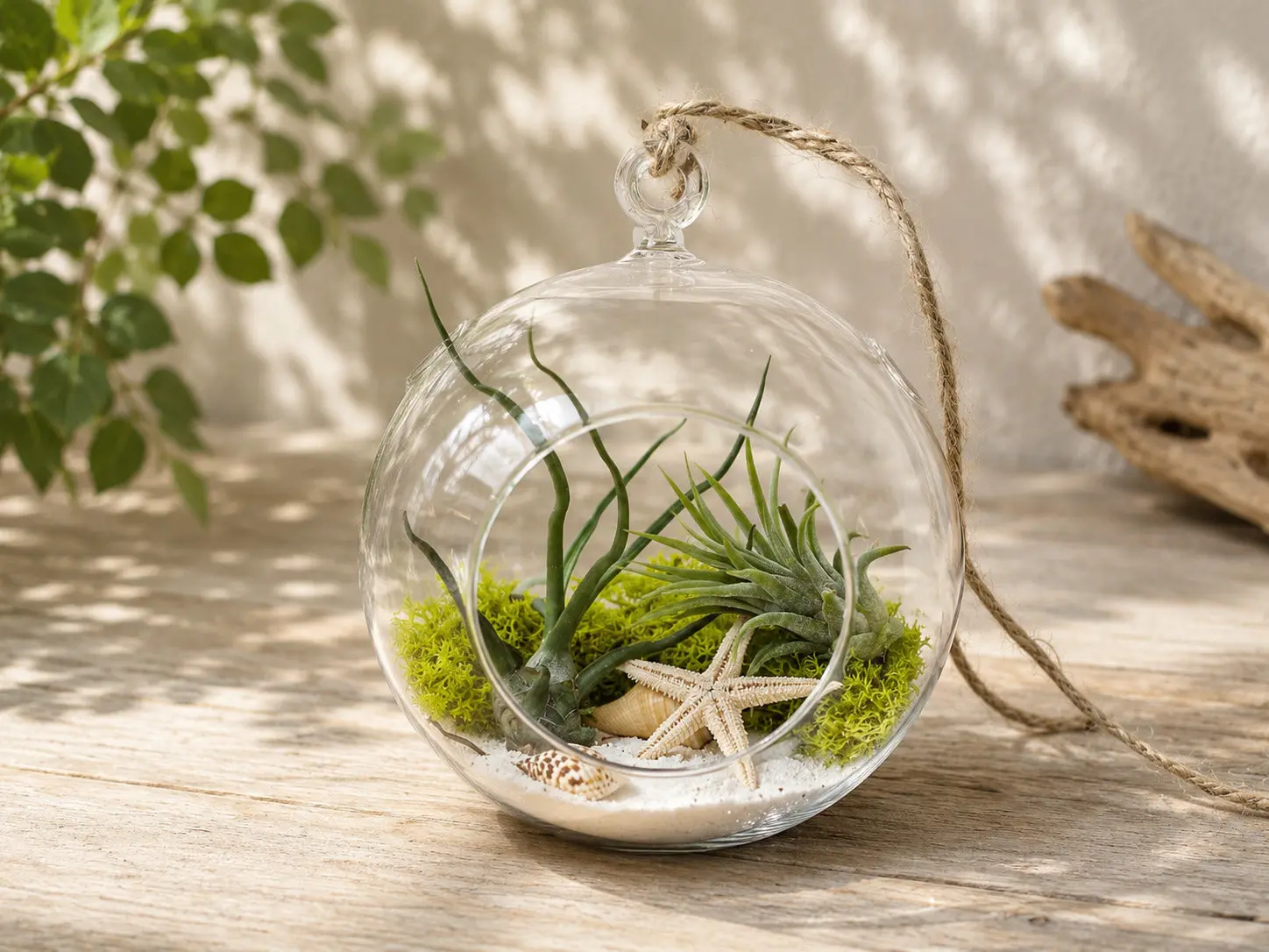 Seascape Terrarium with Tillandsia Bulbosa Guatemala and Ionantha