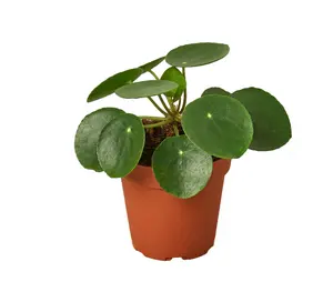 Pilea Peperomioides 'Chinese Money' 4" pot
