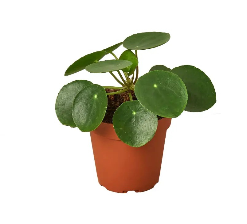 Pilea Peperomioides 'Chinese Money' 4" pot