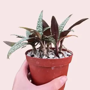 Live Silver Squill Plant - Violet Squill Plant - Ledebouria Socialis Plant - Leopard Lily Plant - 4 Inch Pot