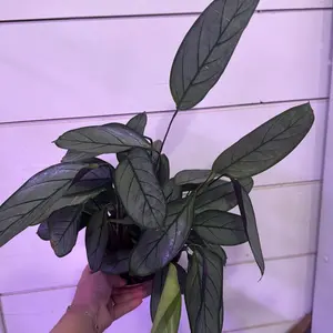 Calathea gray star