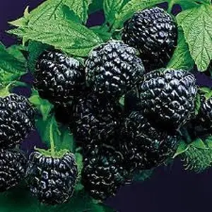 Jewel Black Raspberry | Black Raspberry Plant