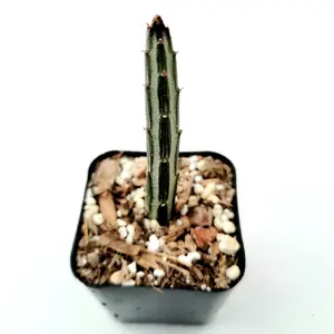 Senecio stapeliiformis Pickle Plant Senecio stapeliiformis Pickle Plant