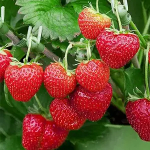 1000+ pcs seeds Wild Strawberry Strawberries Seeds  - Edible Garden Fruit Heirloom Non-GMO - Made in USA.