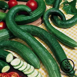 Cucumber Seeds - Early Spring Bush Burpless Hybrid