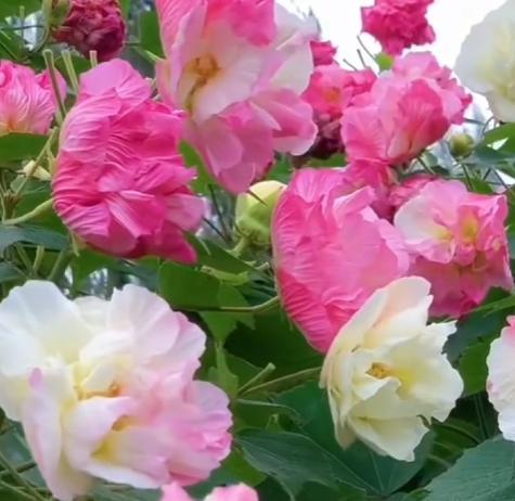 Confederate Rose Seeds Non-GMO – Easy-to-Grow Hibiscus mutabilis, Color-Changing Flowers, Balcony & Garden Ornamental Shrub, Beginner-Friendly, Stunning Blooms Confederate Rose Seeds Non-GMO – Easy-to-Grow Hibiscus mutabilis, Color-Changing Flowers, Balcony & Garden Ornamental Shrub, Beginner-Friendly, Stunning Blooms