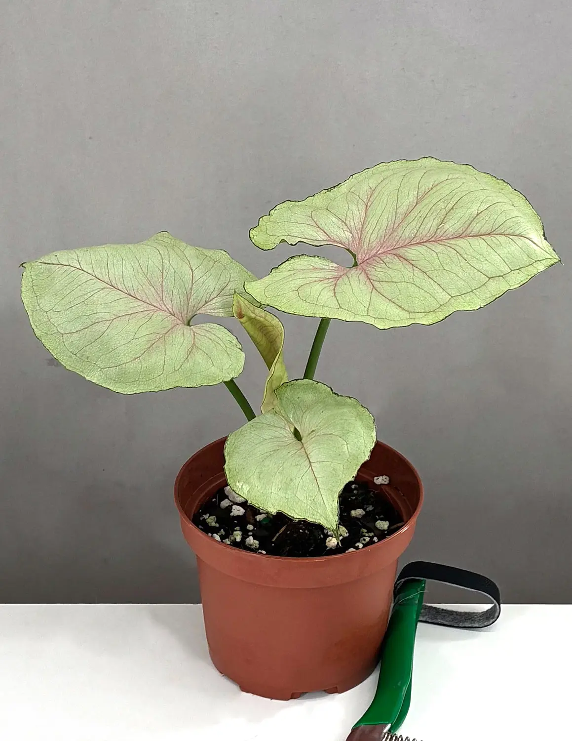 Syngonium Green Splash
