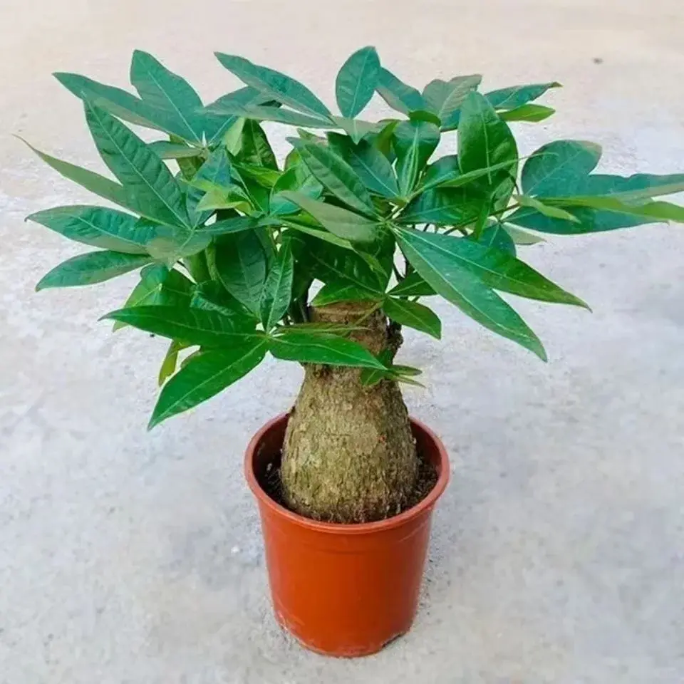 Mini Thick Trunk Money Tree Plant, Pachira Aquatica Live Plant, Easy Care Indoor Feng Shui Lucky Plant For Home Desk Office Decor, Gift For Plant Lovers