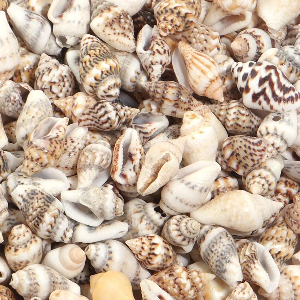 30g/Lot Sea S Beads For Jewelry Making Accessories Tiny Conch Cowrie Ss Charms Beads DIY Bracelet Necklace